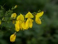 Bright yellow scotch broom flowers in spring   - Cytisus scoparius Royalty Free Stock Photo