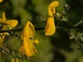 Closeup of a bright yellow scotch broom flower in spring   - Cytisus scoparius Royalty Free Stock Photo