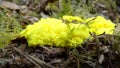 Bright yellow Scrambled-egg slime mould.