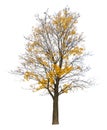 Bright yellow semi bare autumn maple tree