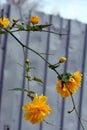 Bright yellow shaggy, fluffy flowers, large bushes Japanese rose, Kerria japonica.