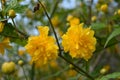 Bright yellow shaggy, fluffy flowers, large bushes Japanese rose, Kerria japonica.