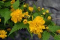 Bright yellow shaggy, fluffy flowers, large bushes Japanese rose, Kerria japonica.