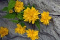 Bright yellow shaggy, fluffy flowers, large bushes Japanese rose, Kerria japonica.