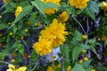 Bright yellow shaggy, fluffy flowers, large bushes Japanese rose, Kerria japonica.