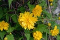 Bright yellow shaggy, fluffy flowers, large bushes Japanese rose, Kerria japonica.