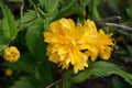 Bright yellow shaggy, fluffy flowers, large bushes Japanese rose, Kerria japonica.