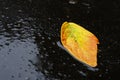 Bright yellow sheet on the asphalt in a pool of water. Golden autumn beautiful leaf Royalty Free Stock Photo
