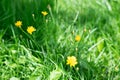 Bright yellow small flowers among the meadow, growing among the green grass. Colorful natural background, wallpaper Royalty Free Stock Photo