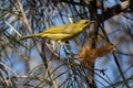 Yellow Honeyeater in Australia