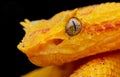 Bright yellow snake, coiled around itself and set against a black background