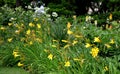 A bright yellow species of daylily native to Asia. In its homeland, it is grown for its edible flowers, which are then dried and