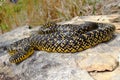 A bright yellow Speckled Kingsnake (King Snake) Royalty Free Stock Photo
