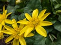 Bright yellow spring-flowering flower Ranunculus Kochii `Lemonade` with narrow petals Royalty Free Stock Photo