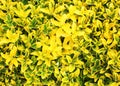 The bright yellow spring flowers photo