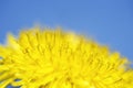 Bright yellow spring sunny dandelion flower close-up covered honey pollen grows in a spring clear sunny day against a blue sky