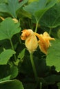 Yellow squash buds on green leafy background Royalty Free Stock Photo