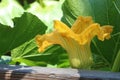 Bright yellow squash flower in a backyard garden plot. Royalty Free Stock Photo