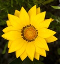 Bright yellow summer flower Royalty Free Stock Photo
