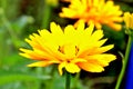Bright yellow summer flower among the greens close-up Royalty Free Stock Photo