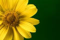 Bright yellow summer flower Royalty Free Stock Photo