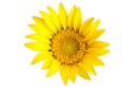 Bright yellow sun flower
