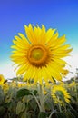 Bright yellow sun flower garden Royalty Free Stock Photo