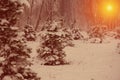 Winter snow trees with bright yellow sun with long sunny rays Royalty Free Stock Photo