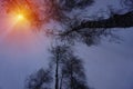 Winter snow trees with bright yellow sun with long sunny rays Royalty Free Stock Photo