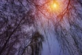 Winter snow trees with bright yellow sun with long sunny rays Royalty Free Stock Photo