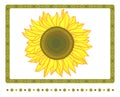 Bright yellow sunflower with 2 borders