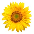 Bright yellow sunflower Royalty Free Stock Photo