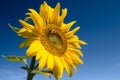 Bright yellow sunflower Royalty Free Stock Photo