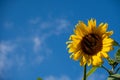 Bright yellow sunflower against a blue almost cloudless sky