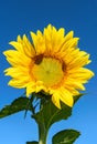 Bright Yellow Sunflower Against Blue Sky Royalty Free Stock Photo