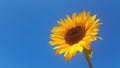 Bright yellow sunflower against a clear blue sky close up Royalty Free Stock Photo