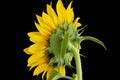 Bright yellow sunflower back side macro, leaves, bud, stem