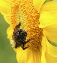 Bright yellow sunflower with bee Royalty Free Stock Photo