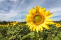 Bright yellow sunflower with bee stands out over a sunflower field on a sunny summer morning Royalty Free Stock Photo