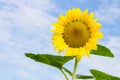 Bright yellow sunflower on blue sky background, summer nature flower Royalty Free Stock Photo