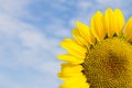 Bright yellow sunflower on blue sky background, summer nature flower Royalty Free Stock Photo