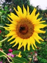 Bright yellow sunflower and bumblebee in the center