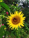 Bright yellow sunflower and bumblebee in the center