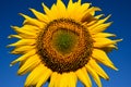 Bright yellow sunflower closeup with clear blue sky background. Royalty Free Stock Photo