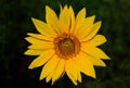 Bright yellow sunflower isolated on dark green background. Royalty Free Stock Photo