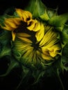 bright yellow sunflower on a dark background, yellow-green texture. Nature abstract background. unopened flower Beautiful texture Royalty Free Stock Photo