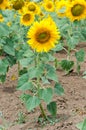 Bright yellow sunflower