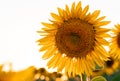 Bright yellow sunflower in the field against the sky. Beautiful sunflower close-up Royalty Free Stock Photo