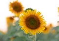 Bright yellow sunflower in the field against the sky. Beautiful sunflower close-up Royalty Free Stock Photo