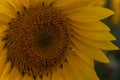 Bright Yellow Sunflower in Field